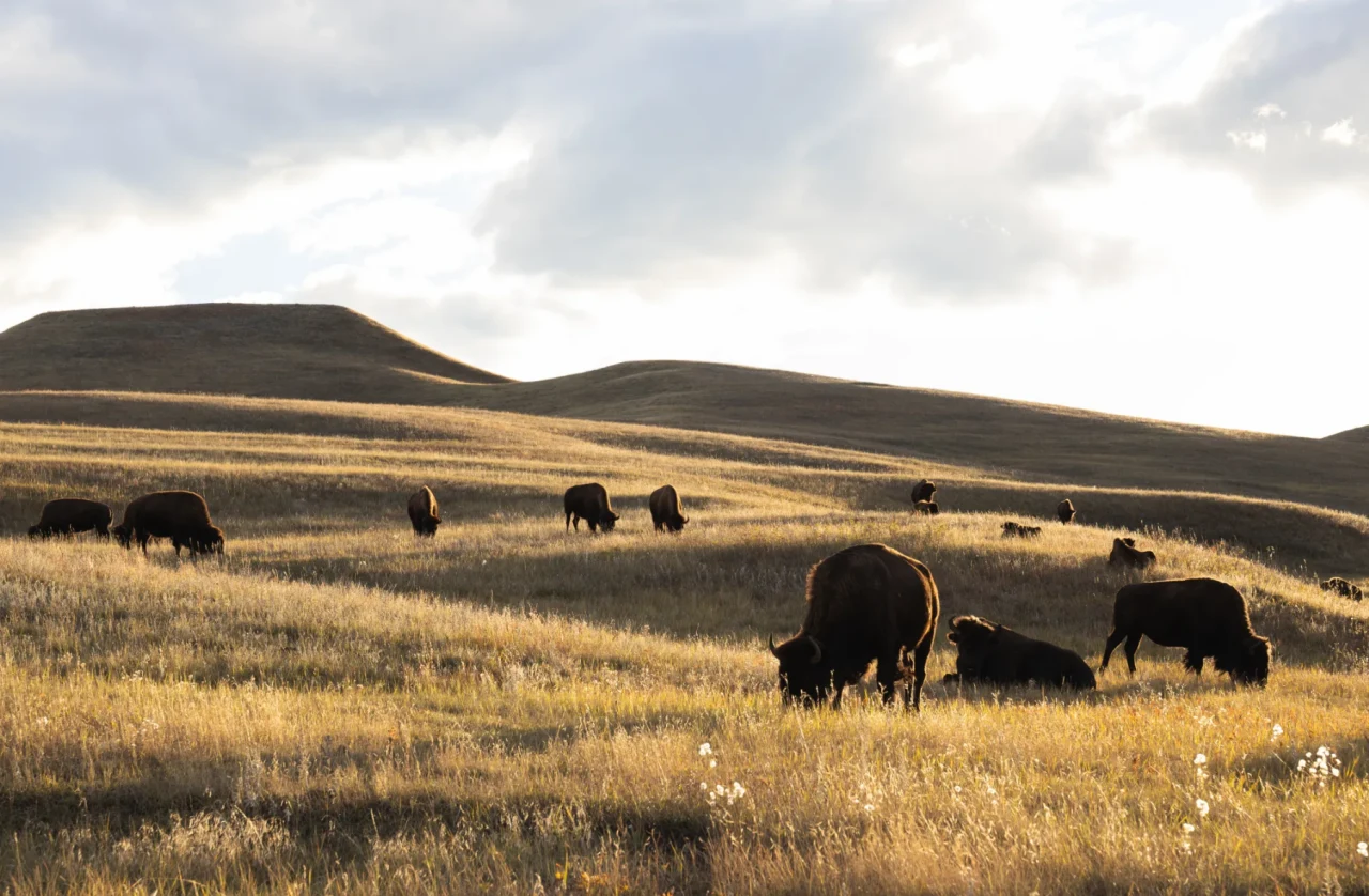 American bison grazing on open prairie