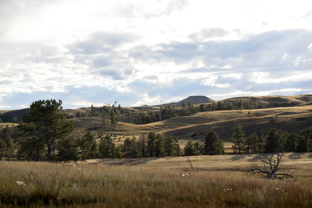 Bison grazing below pine-covered hills