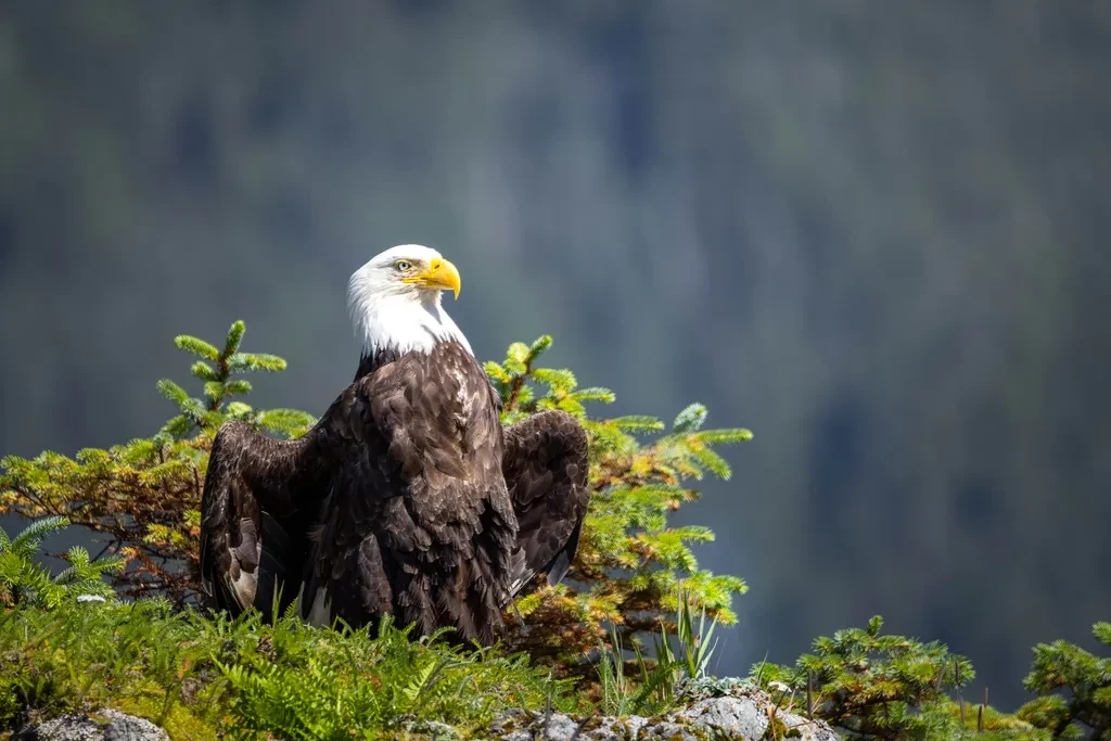 Bald eagle perched above a forested valley
