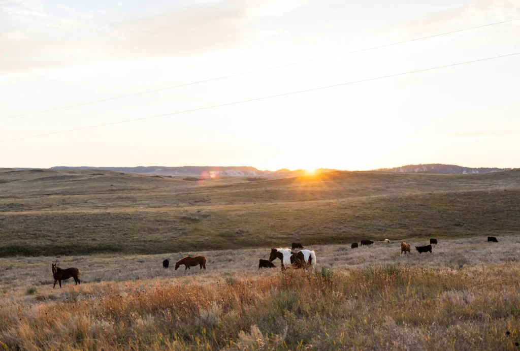 Horses grazing on the prairie at sunrise